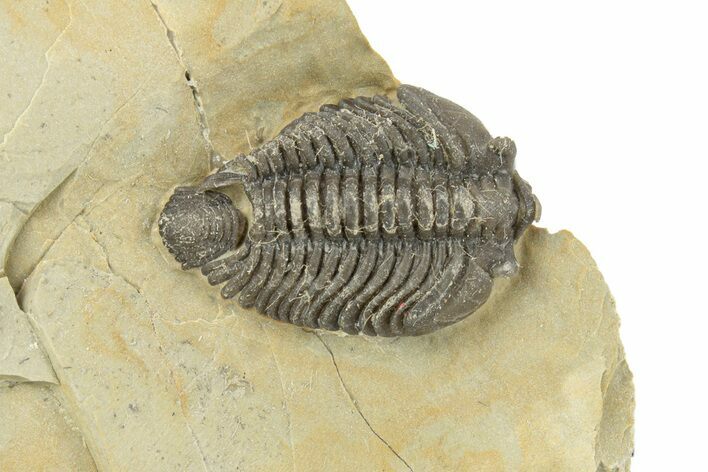 Lemureops Kilbeyi Trilobite - Fillmore Formation, Utah #255725